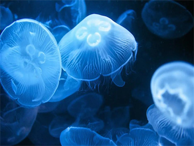 原产地的进货价格一般都比较低,每一个海域中都会有不同的水母品种,在