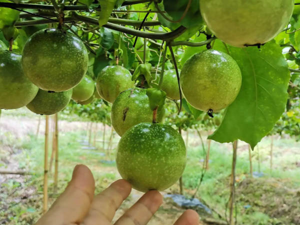 10畝百香果投資多少錢,水果種植有