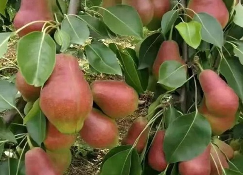 物以稀为贵,红贵妃梨之所以受到市场追捧,除了本身的好品质(口感好,糖